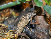 Rieppeleon brevicaudatus