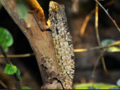 Rieppeleon brevicaudatus