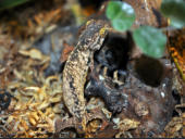 Rieppeleon brevicaudatus