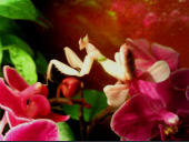 Hymenopus coronatus