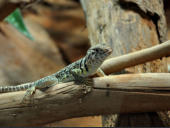 Reptilium Landau Mai 2010