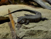 Reptilium Landau Mai 2010