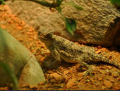 Reptilium Landau Mai 2010