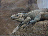 Reptilium Landau Mai 2010
