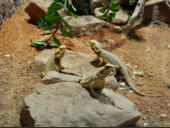 Reptilium Landau Mai 2010
