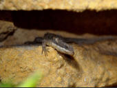 Cordylus tropidosternum