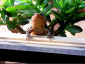Cordylus tropidosternum