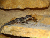 Cordylus tropidosternum