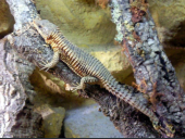 Cordylus tropidosternum