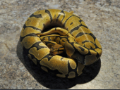 0.1 Python regius